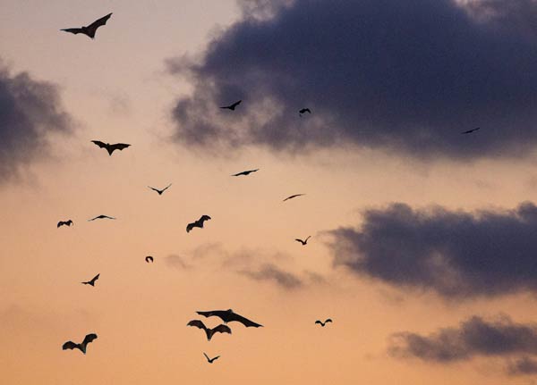 Bats in the sky at twilight.