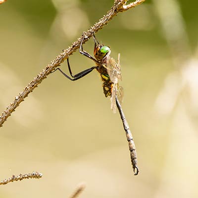 A Hine’s Emerald Dragonfly perched on a twig.