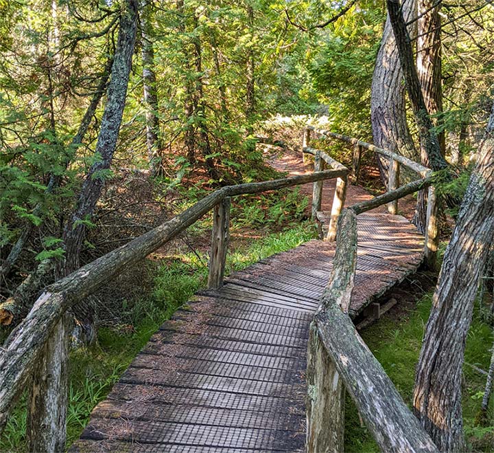 A rustic boardwalk winding through the woods at Logan Creek.