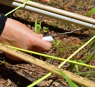 A researcher measuring growth with a ruler.