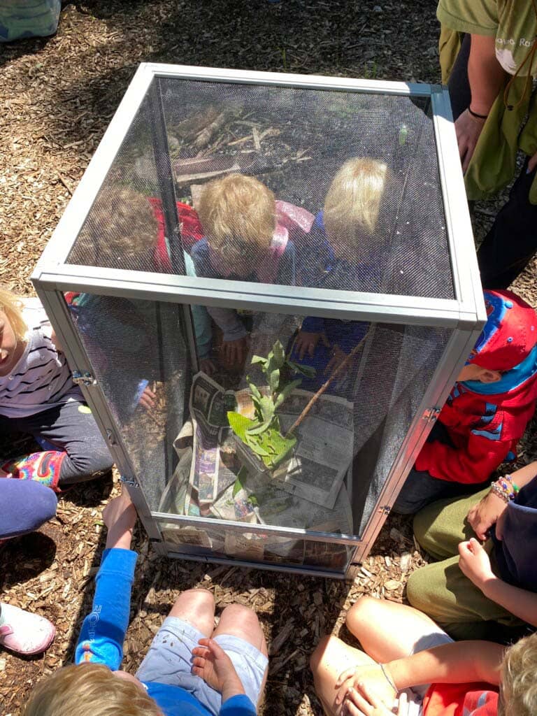 A group of campers peering into a terrarium.
