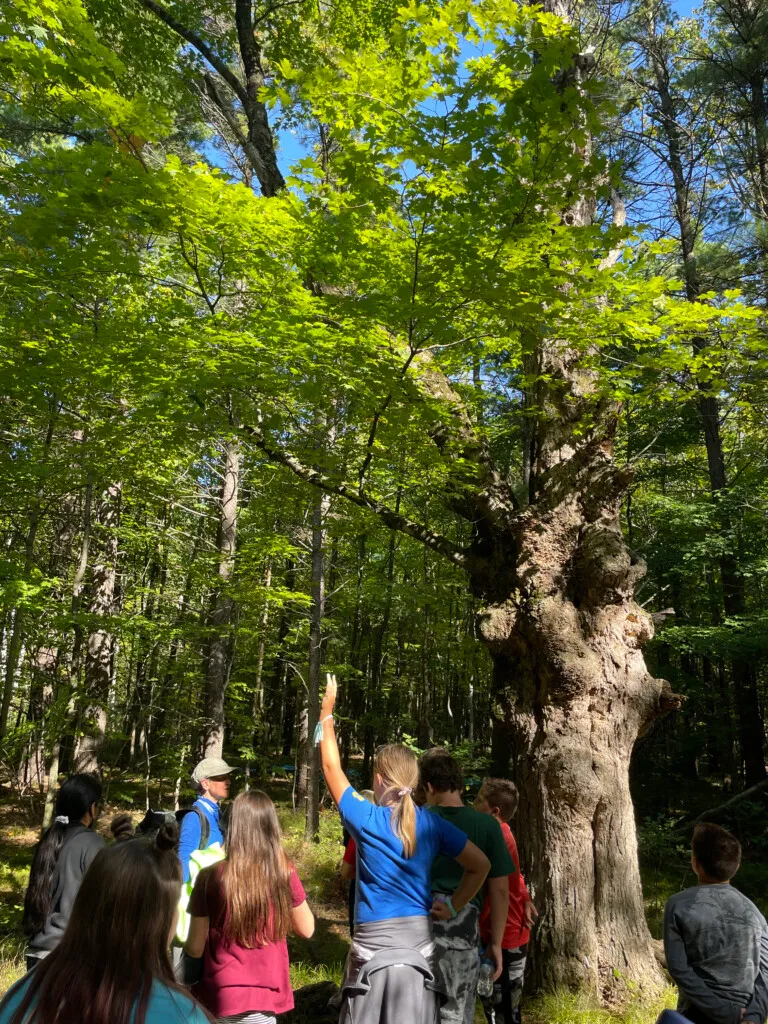 A naturalist speaks to kids in front of the Mother Tree.