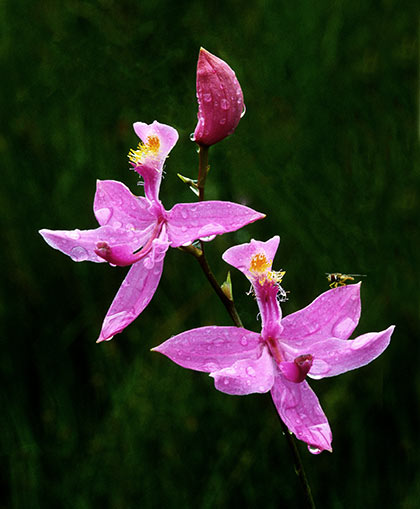 A Grass Pink Orchid in bloom.