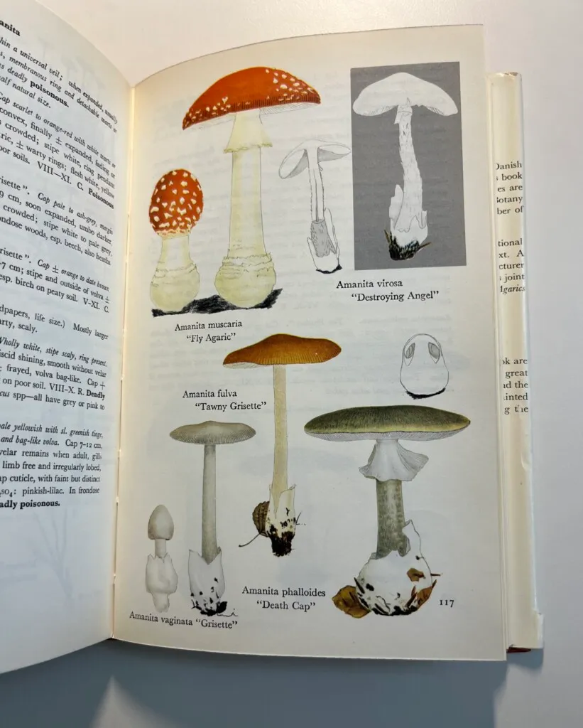 Textbook illustrations of mushrooms.