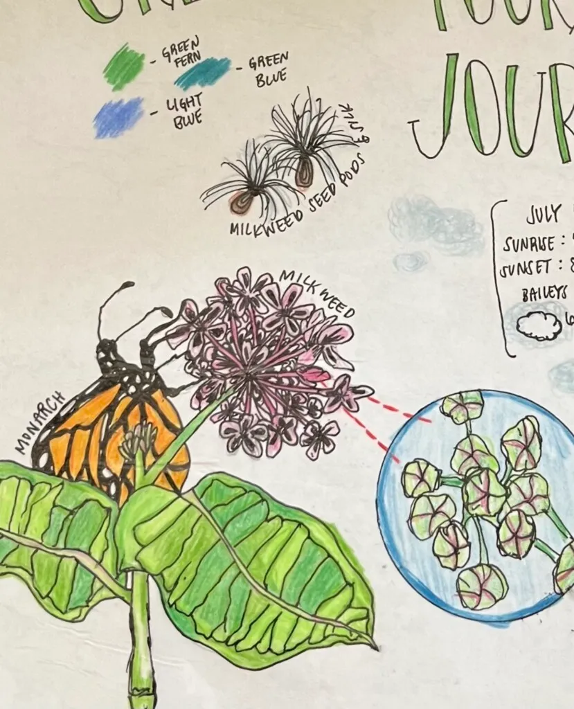 Illustration of a monarch on milkweed in a Nature Journal.