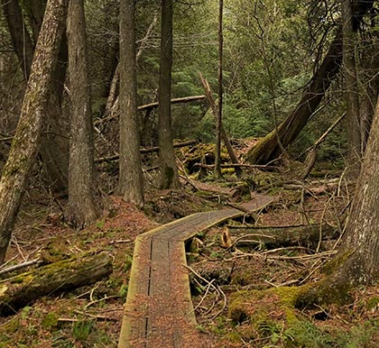 A plank trail winding through the Logan Creek property.