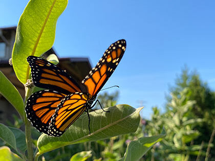 A monarch butterfly perched on a plant.