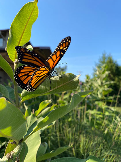 A monarch butterfly perched on a plant.