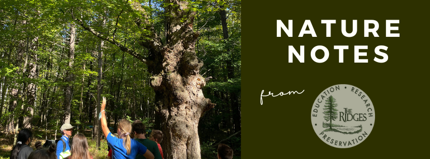 Nature Notes. A naturalist speaks to kids in front of the Mother Tree.