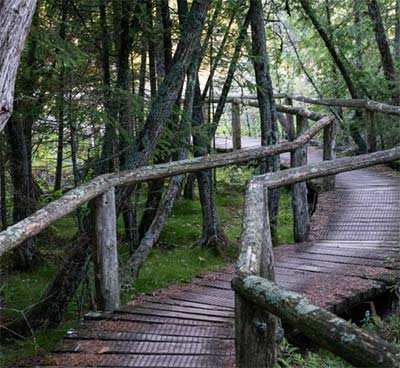 A rustic boardwalk through the woods at Logan Creek.