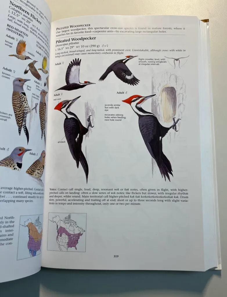 Textbook illustrations of woodpeckers.