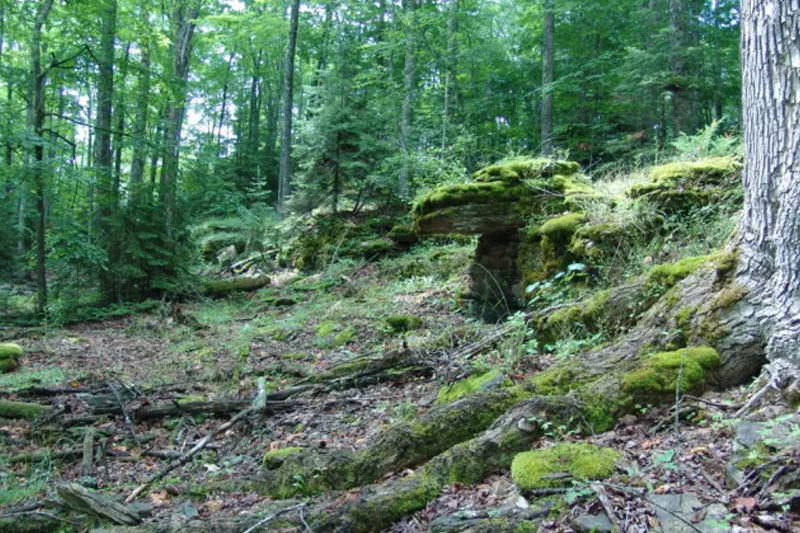A mossy scene at Appel's Bluff.