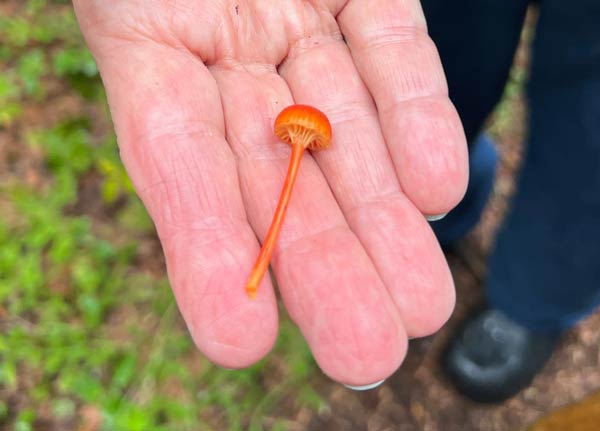 Close up of Charlotte Lukes holding out a tiny orange mushroom with a long stem in her hand.