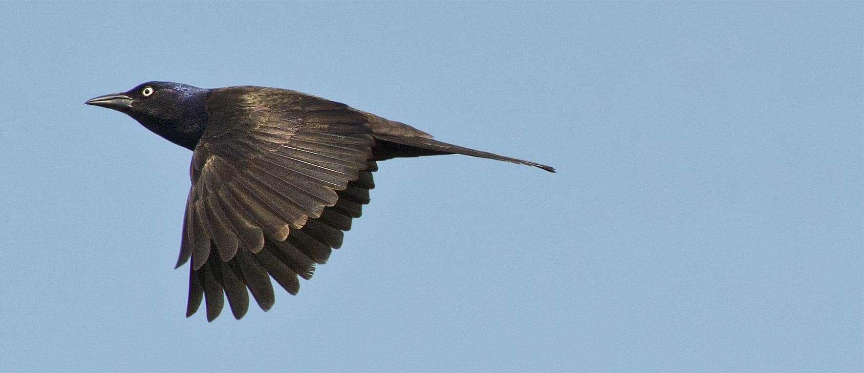 A common grackle flying with its wings extended.