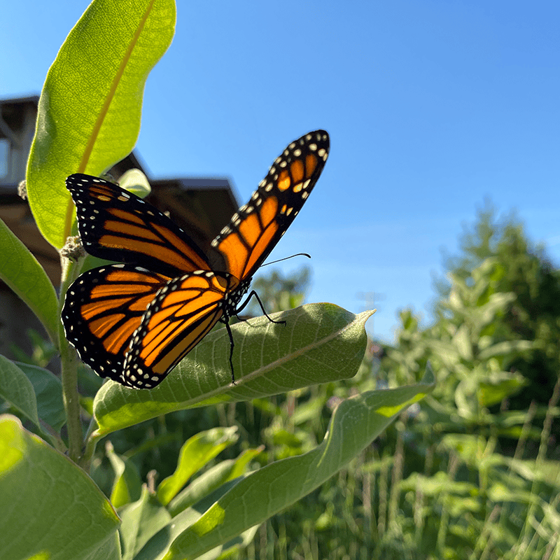 Monarch butterfly landed on a leaf of milkweed.