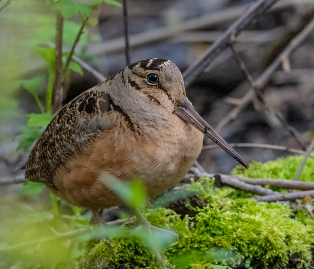 American Woodcock by Owen Deutsch