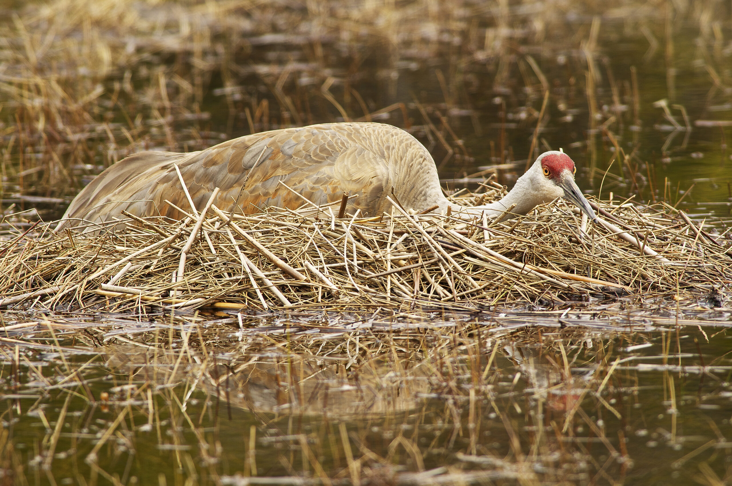 Sandhill Crane - Len Villano