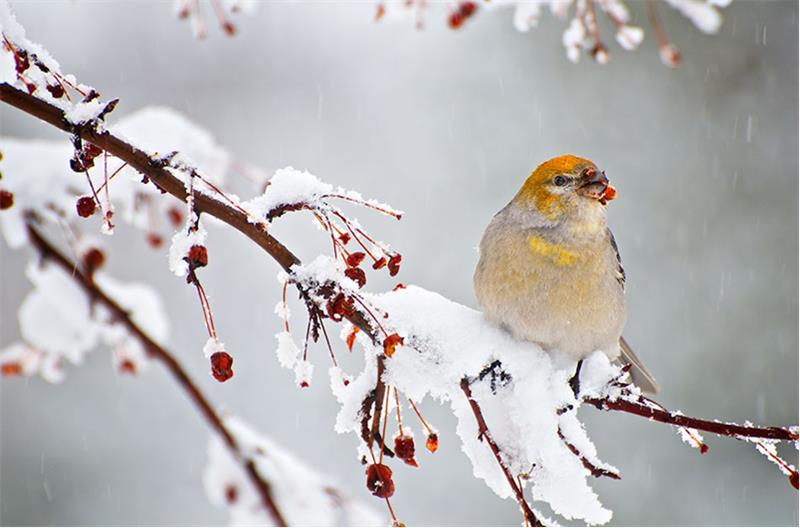 Pine Grosbeak by Len Villano